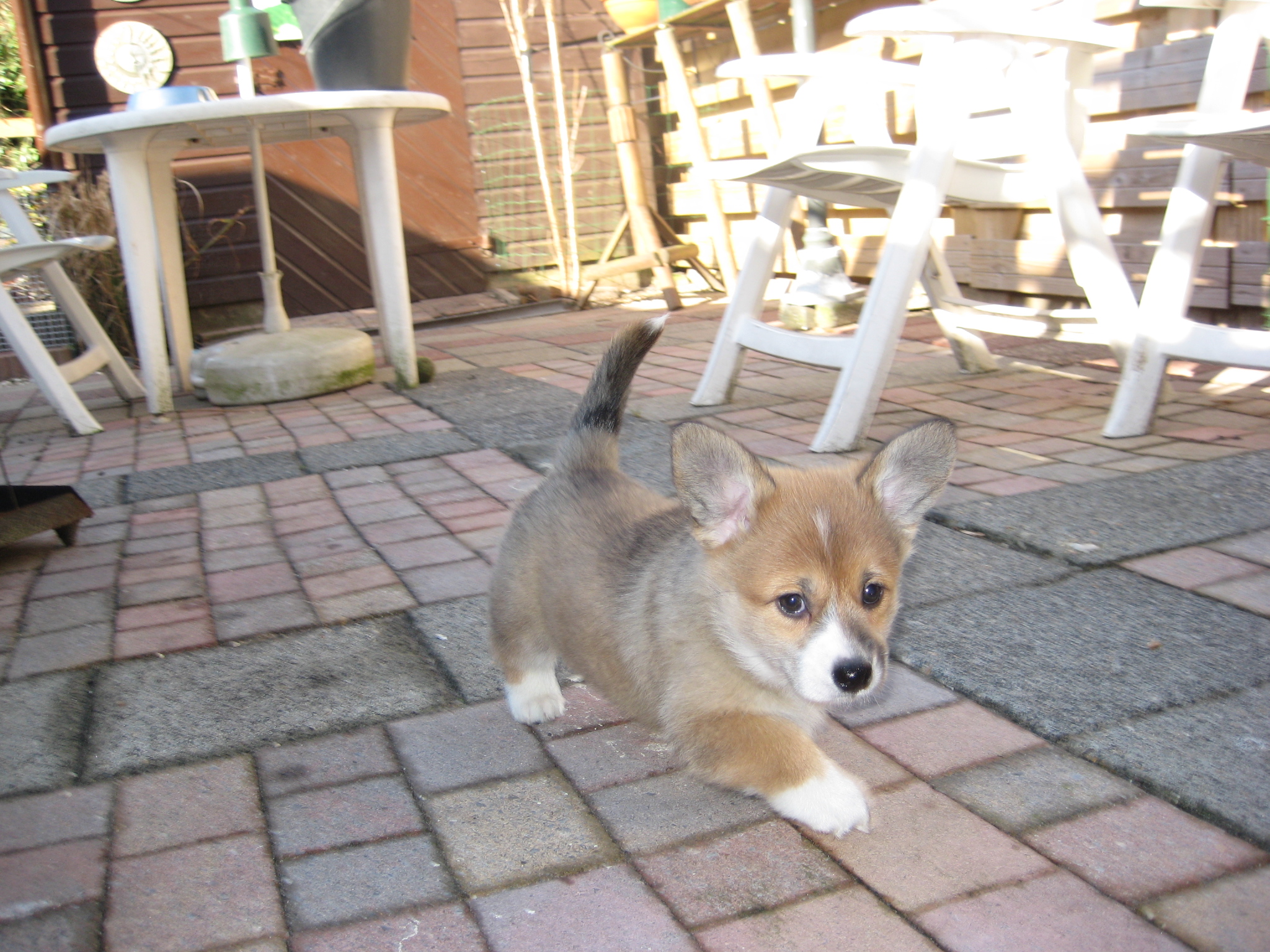 Puppy's